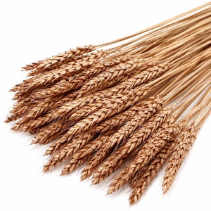Puede incluir: Un manojo de tallos de trigo seco con espigas texturizadas de color marrón dorado unidas a tallos largos y delgados. El arreglo muestra múltiples espigas de trigo individuales agrupadas, exhibiendo el detalle natural y fibroso del grano.