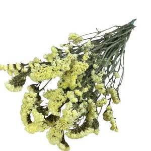 May include: A bundle of dried statice flowers featuring small, pale yellow blossoms clustered on thin, light green stems. The arrangement is gathered at one end, with the delicate, papery petals fanning out into a dense, textured bouquet.