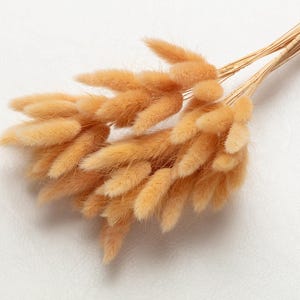 Bunny Tails, peach color, Dried Lagurus, Dried Grass, Rabbit Tails, Decor, Bouquet, Natural Fluff, Gift, Home Decor, Dried Flowers, Boho