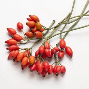 Herfstdecoratie, prachtige rozenbotteltakken, Rosa multiflora, herfstdecor, woondecoratie, natuurlijk decor,