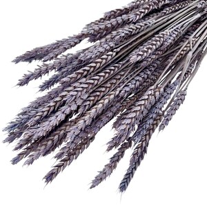 Puede incluir: Un manojo de tallos de trigo secos teñidos en un tono morado lavanda apagado. El arreglo presenta múltiples tallos individuales con cabezas texturizadas llenas de grano que se abren en abanico desde un punto central.