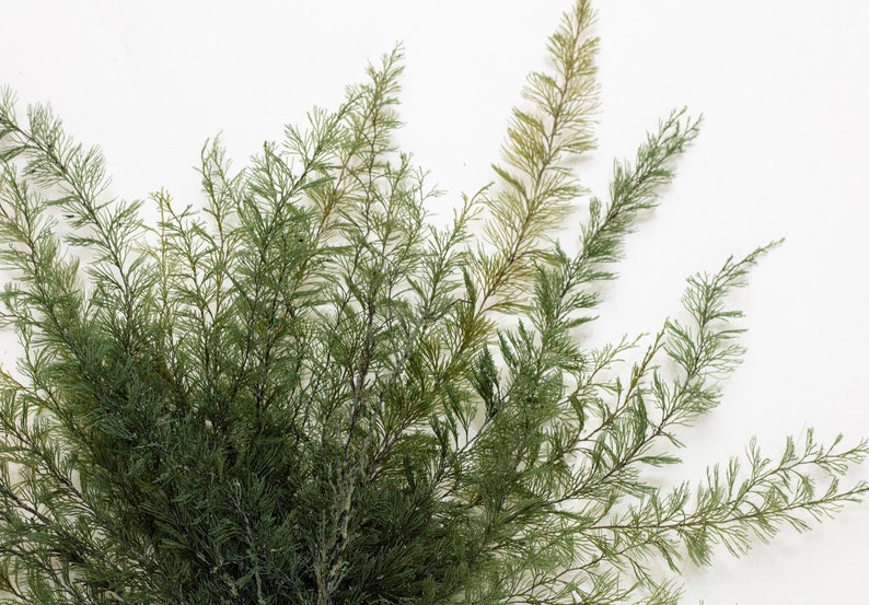 Air Fern Moos, Echte konservierte Topfpflanze, ewige Büropflanze, immergrüne Luftpflanze, keine Gießpflanze, Bild 4