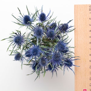 Dried Eryngium, Natural Blue Thistle, Dried Thistle, Natural Dried Thistle, Dried Flowers, Dried Deep Sea Blue Thistle Sea Holly image 4