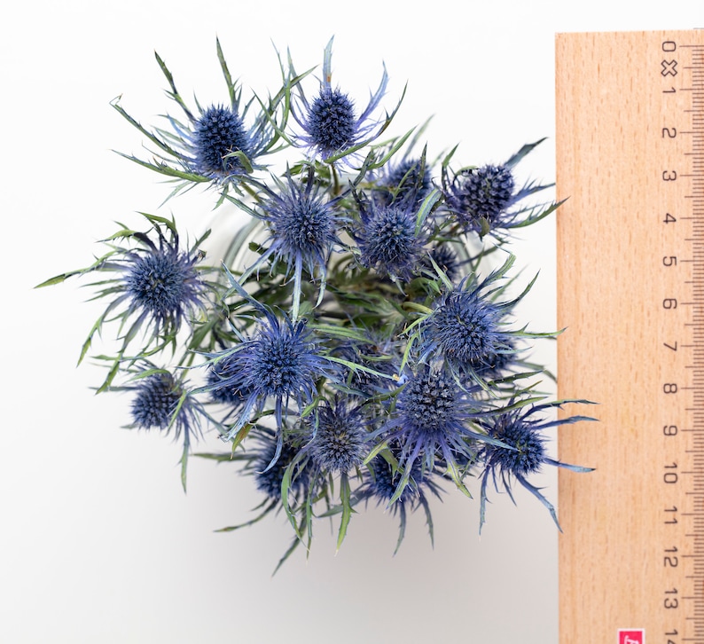 Dried Eryngium, Natural Blue Thistle, Dried Thistle, Natural Dried Thistle, Dried Flowers, Dried Deep Sea Blue Thistle Sea Holly image 4