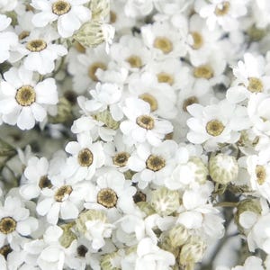 Gedroogde Ixodia, witte kleur, gedroogde madeliefje, Oxodia, geconserveerde bos, sierlijke madeliefjes, natuurlijk arrangement, DIY gedroogde bloemen, bruidsboeket
