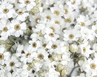 Ixodia seca, color blanco, margarita seca, oxodia, ramo preservado, margaritas delicadas, arreglo natural, flores secas DIY, ramo de boda