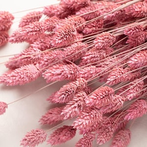 Dried pink Phalaris, pastel color, Phalaris, Dried Flowers, pink Flowers, Decor, Dried Flowers, Wedding Decor, Boho Wedding