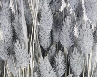 May include: A bunch of dried gray pampas grass stems. The stems are long and slender, with feathery plumes at the top. The plumes are a light gray color and have a soft, fluffy texture.