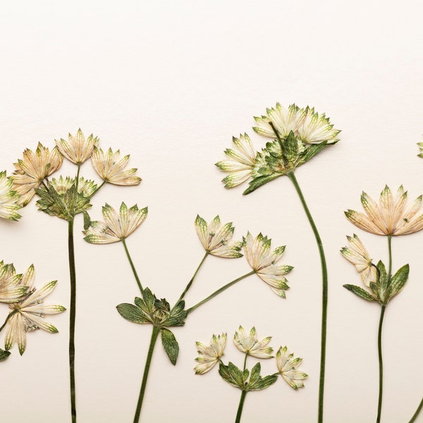 Pressed Flower Art Etsy