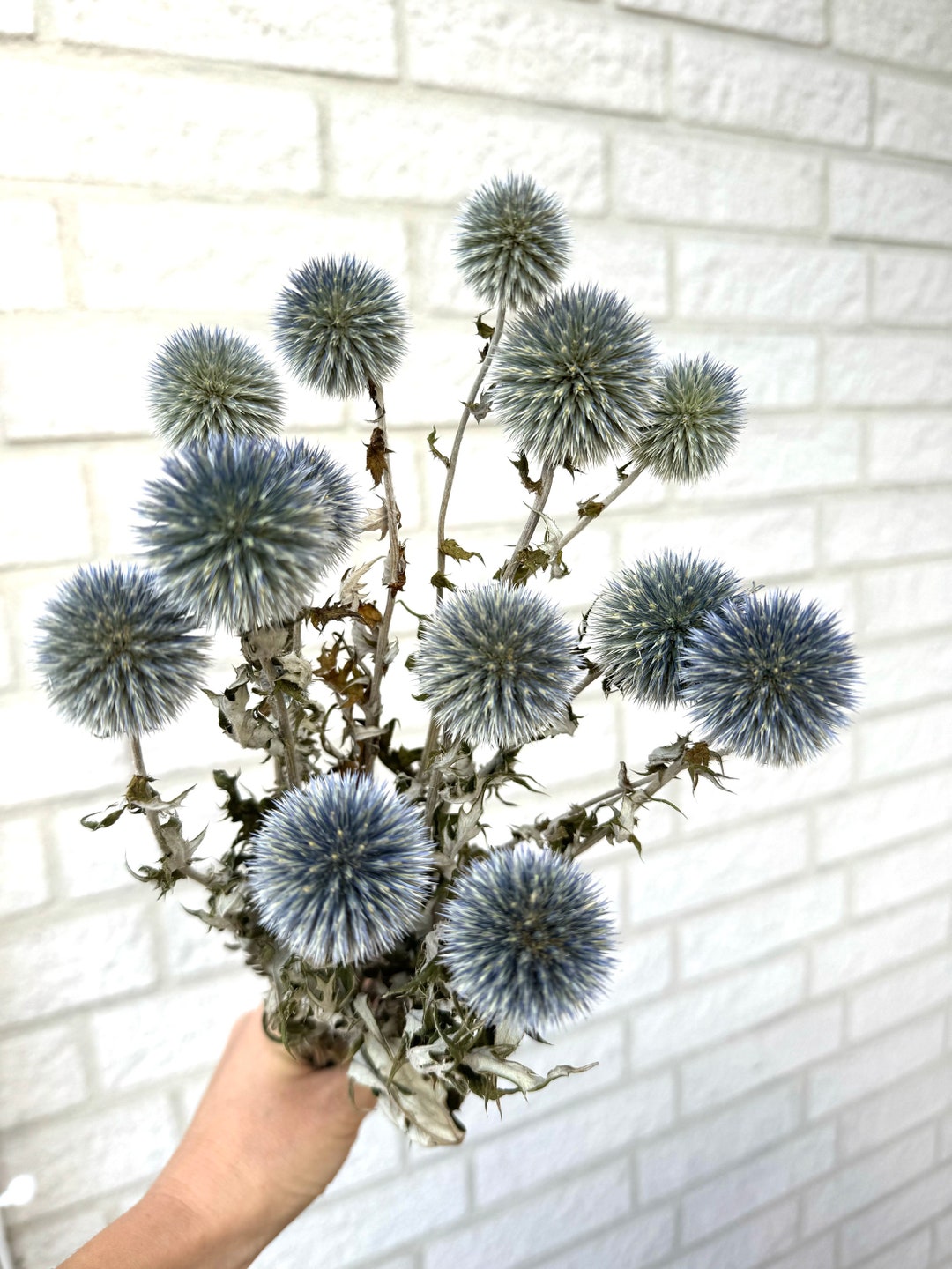 Globe Thistle Bunch, Dried Echinop Balls, Dried Flowers Arrangementblue