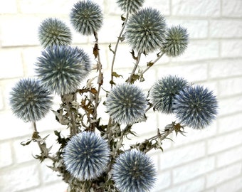 Globe Thistle bunch, dried Echinop balls, dried flowers arrangement，blue flowers for vase，DIY craft supply，home wedding decor.