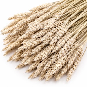 Peut inclure: Un bouquet dense de tiges de blé séchées présentant des épis texturés de couleur beige doré et de longues tiges fines. L'arrangement affiche un aspect naturel et fibreux avec de multiples épis de blé qui se chevauchent en éventail.