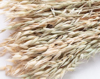 Getrocknete Avena, Hafer, natürliche Farbe, Hafer, trockener Hafer, Hochzeit Blumenarrangement Dekoration in der Familie, DIY trockener Blumenelementstrauß,