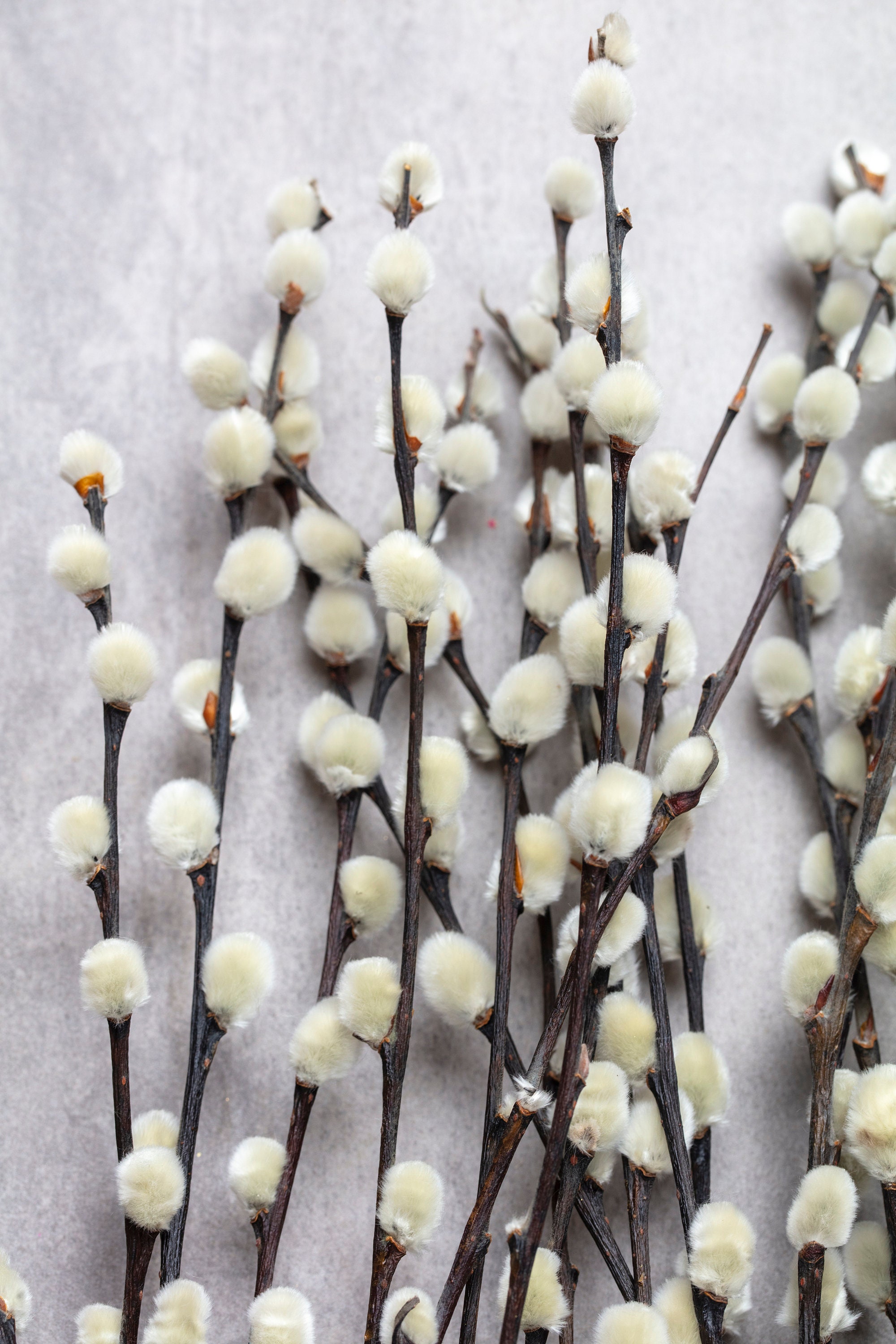 Pussy Willow Branches - 20 Stems Real Natural Dried Salix Branches