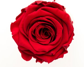 Rosa preservada, rosas preservadas, rosa roja seca, flor eterna infinita, ramo de boda, adornos para tartas de cumpleaños, decoración floral.