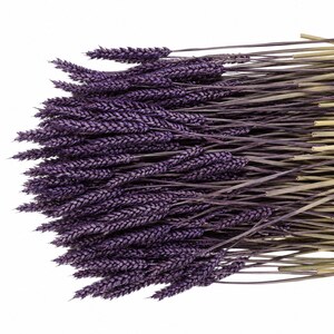 Könnte beinhalten: Ein Bündel getrockneter Weizenhalme, die in einem tiefen, leuchtenden Violett gefärbt sind. Die Weizenähren sind dicht mit einzelnen Körnern besetzt, während die langen, dünnen Stängel von einem dunklen Violett zu einem hellen Naturton übergehen.