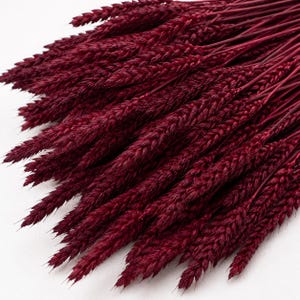 May include: A bundle of dried wheat stalks dyed a deep, rich burgundy red color. The stalks are arranged in a fan-like cluster, showcasing the textured, grain-filled heads of the wheat. Each individual stem is thin, rigid, and uniform in color.