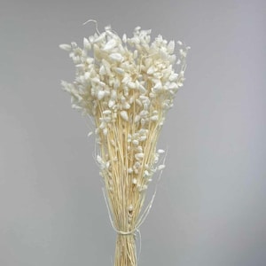 May include: A bouquet of dried phalaris grass featuring numerous small, off-white, seed-like heads attached to thin, light tan stems. The stems are gathered together and tied at the base, creating a fan-like arrangement of natural botanical elements.