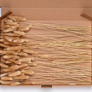 Dried lagurus, beige color, Dried Flowers DIY Mix Box, Flowers DIY Set, Grass,Phalaris, grass, Surprise Box, confetti,