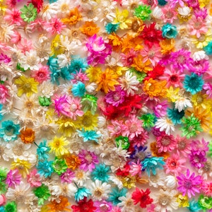 Dried colored Glixia, resin glixia, DIY, Star Flowers, Mini Glixia, Flowers, Dried  Wedding Flowers White Dried Flowers, Bleached Glixia