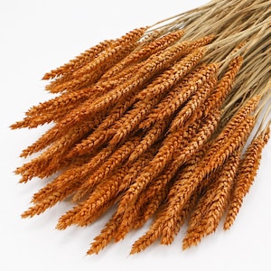 Peut inclure: Un bouquet de tiges de blé séchées présentant des épis texturés brun doré fixés sur de fines tiges beige clair. Les tiges sont disposées en éventail, mettant en valeur la structure naturelle et complexe de cette graminée céréalière séchée.