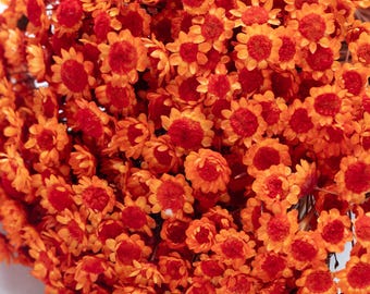Puede incluir: Primer plano de un ramo de flores naranjas secas con centros rojos. Las flores son pequeñas y están agrupadas, creando una apariencia densa y texturizada. El fondo es blanco suave.