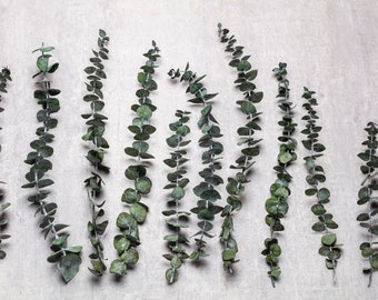 Geconserveerde eucalyptus, eucalyptus babyblauw, eucalyptusbos, stelen, bruiloftbloemen, interieur, babyeucalyptus
