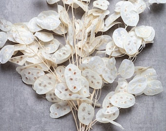 Preserved Lunaria Bleached, Wedding Decoration, white preserved flowers, Rustic Bouquets,