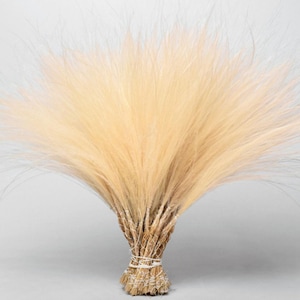 Stypha grass, Dried flowers, Stipa Pennata, feather grass, bouquet, dried flower, arrangement, spring Easter, DIY, home deco, wedding,