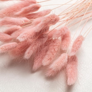 Pink Puder Bunny Tails, Lagurus Tails, Bleached Dried Lagurus, Dried Grass, Rabbit Tails Bunch, White Decor, Bouquet, Centerpiece,