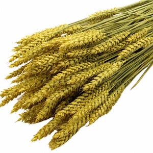 Peut inclure: Un bouquet de tiges de blé séchées présentant des épis jaune doré et des tiges fines vert clair. Les épis de blé texturés et superposés sont disposés en une grappe dense, mettant en valeur la structure et la couleur naturelle de la céréale.