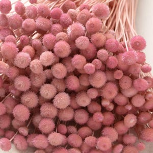 Peut inclure: Gros plan sur un bouquet de billy buttons roses séchés, également appelés craspedia. Les fleurs ont une forme ronde en pompon et une texture douce et duveteuse. Les tiges sont fines et rose clair. Le fond est de couleur crème clair.