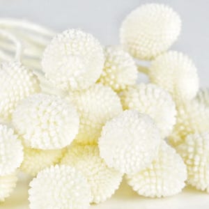 dried white  craspedia stems, natural Billy balls flowers, flower arrangement, dry flower,  home decor, weeding flower arrangement