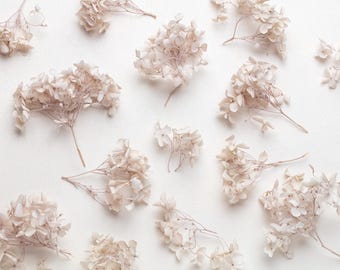 Geconserveerde hortensia, gestabiliseerde bloemen, hortensia, hoge kwaliteit, romige pastel, bewaarde bruidsbloem, gedroogde bloemen bruiloft decor,