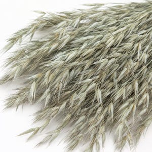 May include: A bundle of dried oat grass stems featuring numerous pale green and beige seed heads. The delicate, elongated grains are clustered together in a dense, fan-like arrangement, showcasing a natural, textured, and fibrous appearance.