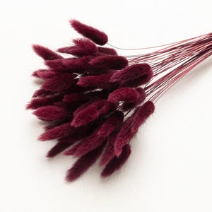 Può includere: Un mazzo di erba della pampa secca di colore bordeaux con steli lunghi. Gli steli sono raggruppati e le piume soffici sono disposte a ventaglio.