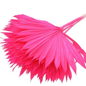 Peut inclure: Un bouquet de feuilles de palmier séchées teintées d'un rose vif éclatant. Les feuilles en forme d'éventail sont disposées en un motif circulaire rayonnant et sont maintenues ensemble à la base par une ficelle claire, formant une tige longue.