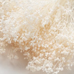 genêt stabilisé, blanc - beige, bouquet, fleurs séchées, décoration maison, cadeau femme, mariage, saint-valentin, fête des mères,