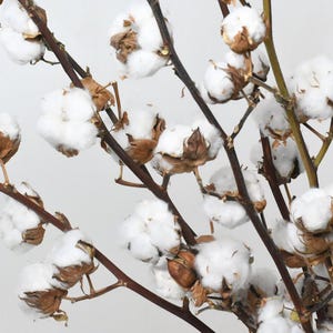 Baumwollzweig, 6- 8 Knäuel im Zweig, Echter Baumwollzweig, getrocknete Blumen, getrockneter weißer Baumwollzweig für Vasen, Trockenblumen Baumwolldekoration