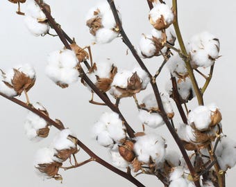 Cotton Branch, 6- 8 Balls in branch, Real cotton branch, dried flowers, dried white cotton branch for vases, dried flowers cotton decoration