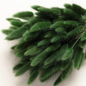 Lagurus, green moss Bunny Tails, Bleached Dried Lagurus, Dried Grass, Rabbit Tails Bunch, green Decor, green Bridal, Bouquet, Centerpiece,