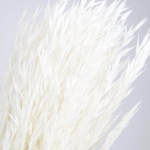 Può includere: Primo piano di un mazzo di piume di pampa bianche e soffici. Le piume piumate hanno una consistenza morbida e sono disposte su uno sfondo grigio chiaro. Ideale per l'arredamento della casa e composizioni floreali.