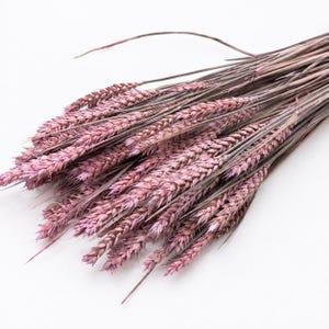 Puede incluir: Un manojo de tallos de trigo secos teñidos en un tono rosa polvoriento suave. El arreglo presenta múltiples tallos individuales con cabezas texturizadas llenas de grano y tallos delgados que se abren en abanico desde un punto central.