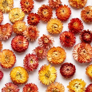 Organic Dried  orange Strawflowers head, Weddings decor, Dried Flower Confetti, florist supply, DIY supply, Wreath Making,