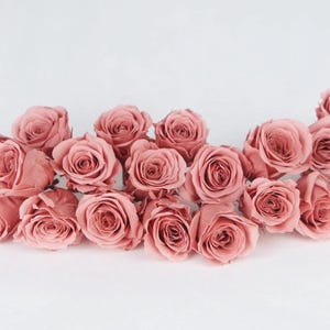 Könnte beinhalten: Eine Anordnung von rosafarbenen Rosen vor einem weißen Hintergrund. Die Rosen sind in voller Blüte und zeigen ihre geschichteten Blütenblätter und ihre sanfte Farbe. Das Arrangement wirkt zart und romantisch.