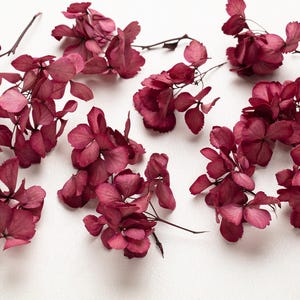 Può includere: Fiori di ortensia bordeaux secchi con petali e steli delicati, disposti su una superficie bianca. I fiori hanno un colore rosso intenso e ricco, e la composizione è una vista dall'alto.
