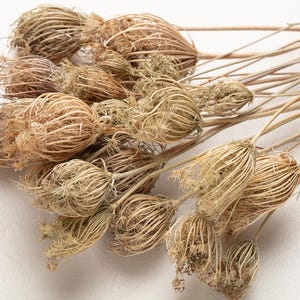 Op de afbeelding: Close-up van gedroogde bloemen van de wilde peen. De delicate, kantachtige zaadhoofden zijn lichtbruin van kleur, met dunne stelen die zich uitstrekken van de bloemtrossen. De gedroogde bloemen zijn gerangschikt op een wit oppervlak.