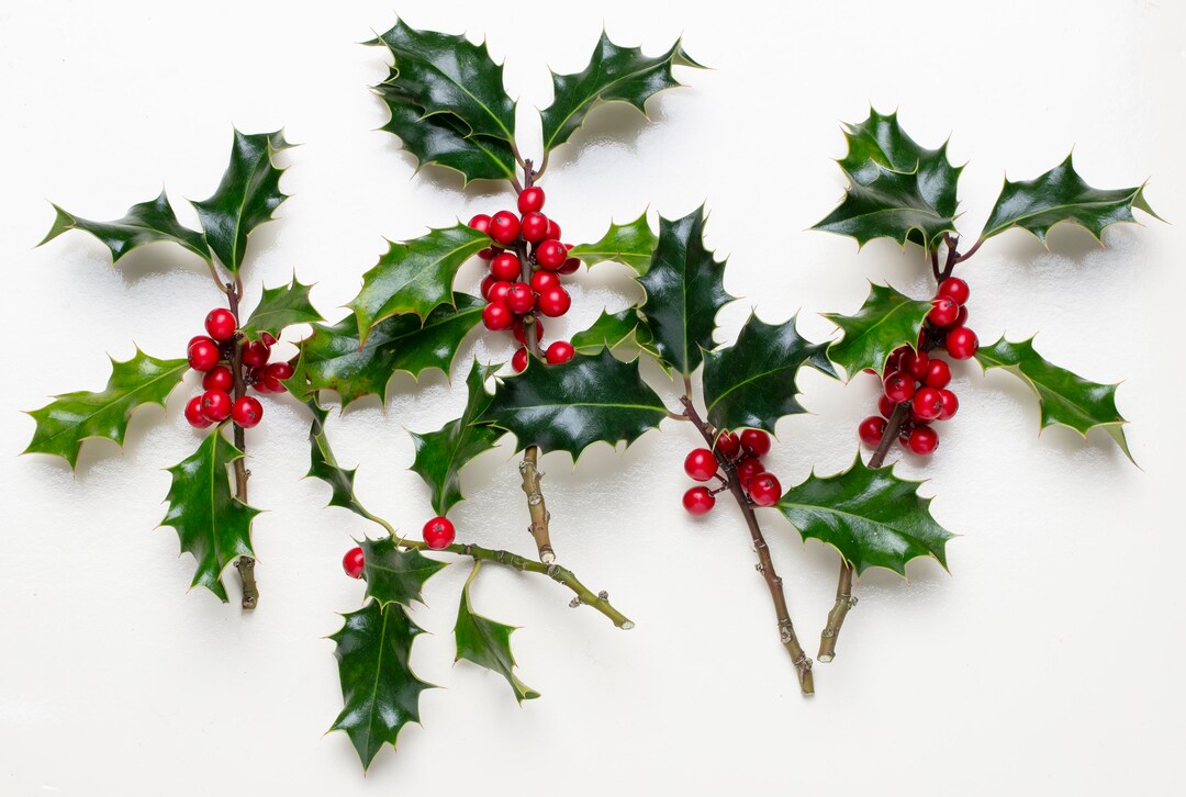 Christmas Holly Branches Fresh Holly Stems Fresh Holly Etsy UK