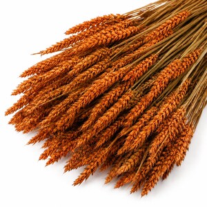 Könnte beinhalten: Ein Bündel getrockneter Weizenhalme mit leuchtend orangefarbenen Ähren. Die Stängel sind dünn und hellbraun und fächern sich von einem zentralen Punkt aus auf. Jeder Halm zeigt die für geernteten Weizen typische, texturierte Struktur.