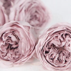 Puede incluir: Primer plano de varias rosas de color rosa pálido con múltiples capas de delicados pétalos. Las flores están dispuestas sobre un fondo blanco, creando una estética romántica y elegante. Las rosas están en plena floración, mostrando sus intrincadas texturas.